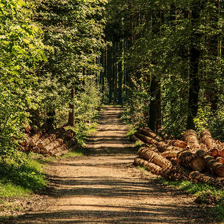 chemin dans une fôret