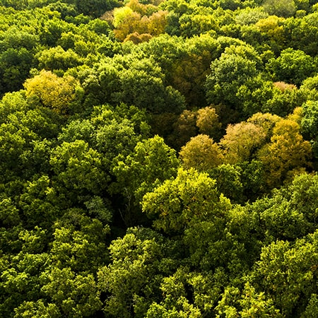 foret de groulais à nantes